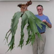 Image result for Platycerium stemaria