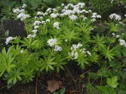 It was first performed on 4 december 1895 at the theater an der wien. Maibowle Mit Waldmeister Muss Nicht Viel Cumarin Enthalten