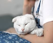 person picking up a cat from a pet hotelの画像