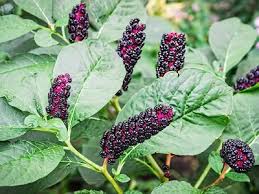 Image result for Phytolacca