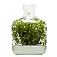 Top3 By Design Sagaform Glass Greenhouse Indoor Greenhouse Mini Greenhouse Kitchen Plants