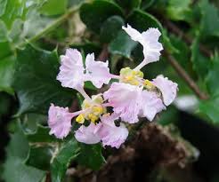 Image result for Malpighia coccigera