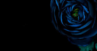 Gambar Bunga Ros Biru Gambar Hitam Dan Putih Menanam Daun Bunga Hijau Kegelapan Download Gambar Bunga Mawar Biru Homema Menggambar Bunga Bunga Mawar Biru