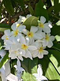 Pin Oleh Jean Di Plumeria Kebun Bunga Kebun Bunga