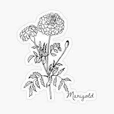 Easy, fast and secure booking with instant confirmation. Botanical Flower Drawing Marigold Canvas Print By Ashhaycraft94 Redbubble