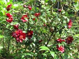 yahoo ブログ サービス終了 植物栽培 花期 美しい花