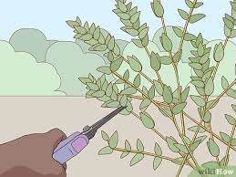 The plant canopy is unfriendly to avian fauna. How To Preserve Eucalyptus 10 Steps With Pictures Wikihow
