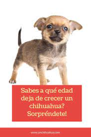 Pin En Cachoros