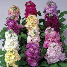 Matthiola Incana Container Flowers Blue Flowering Plants Stock Flower