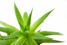 The best way to use aloe vera for hair is to use the raw gel that comes directly from the plant's leaves. Khasiat Aloe Vera Dipercayai Sejak 5 000 Tahun
