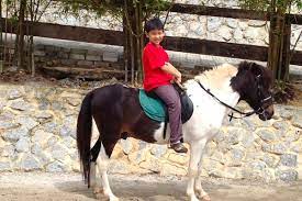 We have a promotion for petting zoo currently. Pony Ride