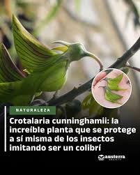 Image result for Crotalaria unicaulis