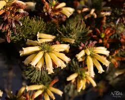 Image result for Erica wildii