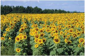 Find snack, giant, dwarf, garden and pollenless sunflowers. Royal Hybrid 1121 Sunflower Seed 2603 3 20 Buy Fruit Trees Vegetable Seeds Flower Seeds Flowering Trees And Fruit Trees And Rose Trees Online Seedsday