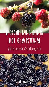 Brombeeren Im Garten Pflanzen Plant Happy In 2020 Brombeeren Garten Pflanzen Pflanzen