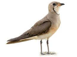 Image result for Calvoa orientalis