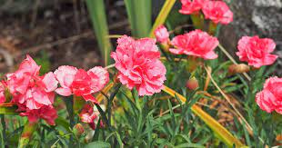 Dianthus Caryophyllus Flower Removal Best Flower Wallpaper