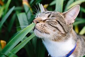 It goes by other names like daffodil, jonquil, or narcissus. Toxic Plants For Pets Rspca Nsw