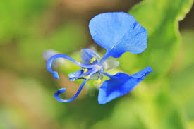 You can consume the plant by peeling the stalks or boiling the leaves. Blue Wonder Wild Flowers From Africa By Living Wild Jungledragon