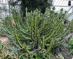 Image result for Euphorbia cooperi