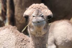 But what do camels eat? What S Next For Our Camel Babies Qcamel Milk Dairy