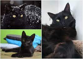 He has come from a loving home where he has lived since he was a kitten. 5 Fun Facts About Black Cats Cole Marmalade