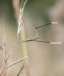 Image result for Hyparrhenia tamba