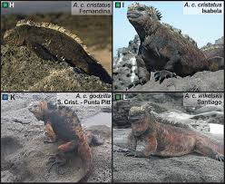 Image result for Isoglossa vulcanicola