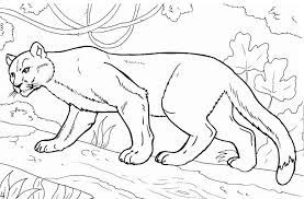 Coloring pages for cougar (animals) ➜ tons of free drawings to color. Cougar Coloring Pages Best Coloring Pages For Kids