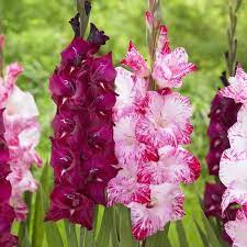 Pin On Plants To Consider