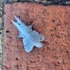 Image result for Artabotrys stolzii