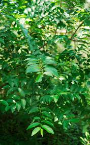 Image result for Sclerocroton