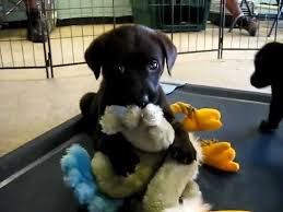 As a cross between the golden retriever and labrador retriever, this mix inherited some of. 3 Female Golden Retriever Black Lab Mix Puppies Youtube