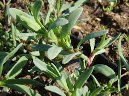 Es ist eine feine pflanze für den steingarten oder. Baumschule Eggert Blutenstraucher Baumschulen Heckenpflanzen Schleierkraut Teppich Schleierkraut Gypsophila Repens Direkt Vom Pflanzenversand Der Markenbaumschule Bestellen
