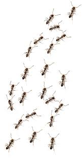 As of the 2010 census, the city population was 5,704. Pest Control Wichita Kansas All Star Pest Control
