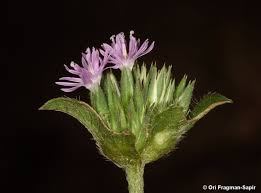 Image result for Elephantopus scaber