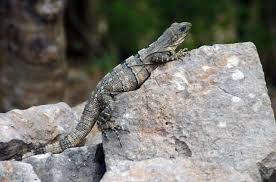 Pengertian Ovipar Vivipar Dan Ovovivipar Kependidikan Com