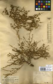 Image result for Orthosiphon schimperi