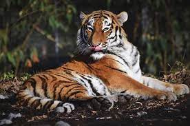 Tafsir Mimpi Dikejar Harimau Pertanda Apa Sih Ini Sebenarnya Semua Halaman Suar