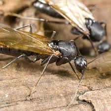 Our cockroach exterminators use a proven approach to cockroach removal, and a new york and vermont are home to approximately 11 species of spiders. Commercial Pest Control Services In Vermont Pockette Pest Control