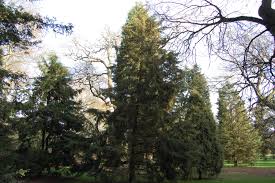 Image result for Cupressus torulosa