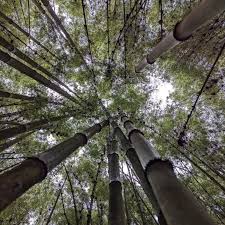 Image result for Oldeania alpina