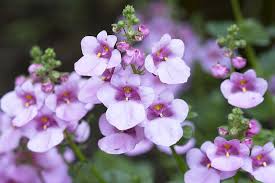 Image result for ostruhatka