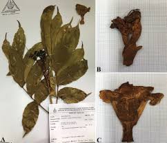 Image result for Fernandoa