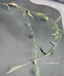 Image result for Arthraxon