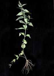 Image result for Hypoestes cancellata