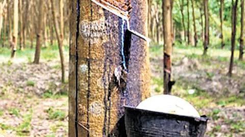 Rubber prices shoot up across Kerala ; sparking resurgence in plantation sector