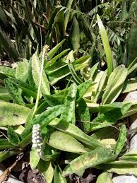 Image result for Drimiopsis botryoides