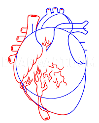 See full list on wikihow.com How To Draw A Human Heart Step By Step Drawing Guide By Dawn Dragoart Com