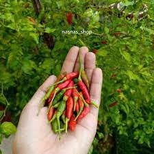 Harga sepeket utk benih ni, lebih murah dari centil. 40pcs Biji Benih Cili Padi Kampung Cili Api Lada Burung Cabai Chilli Seeds Hot Spicy Shopee Malaysia